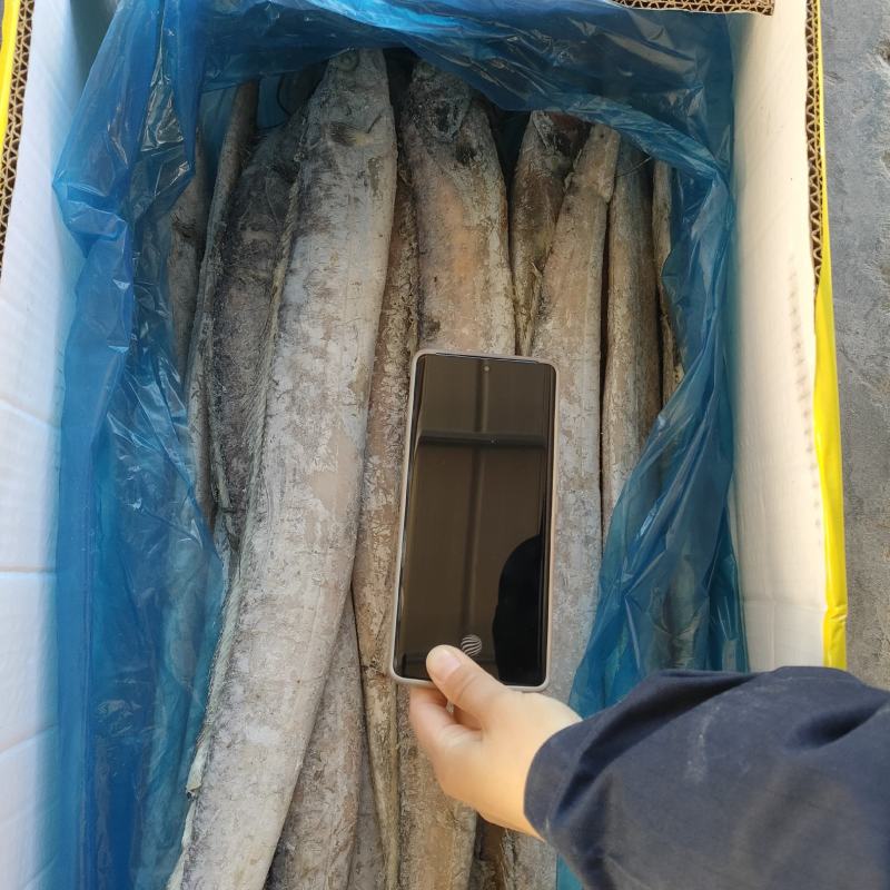 带鱼无冰衣单条8两箱装网捕带鱼国产