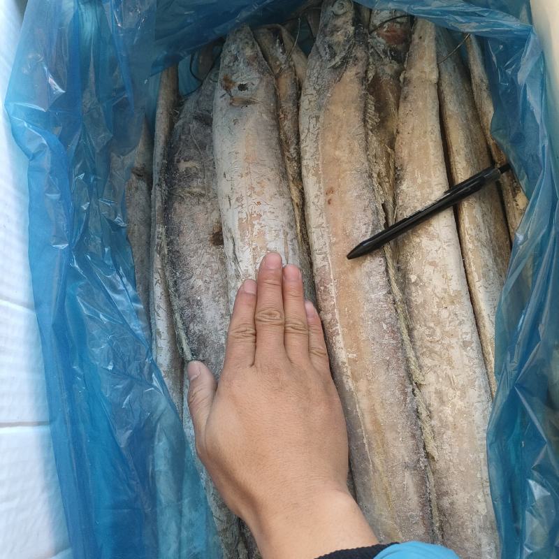 带鱼无冰衣单条8两箱装网捕带鱼国产
