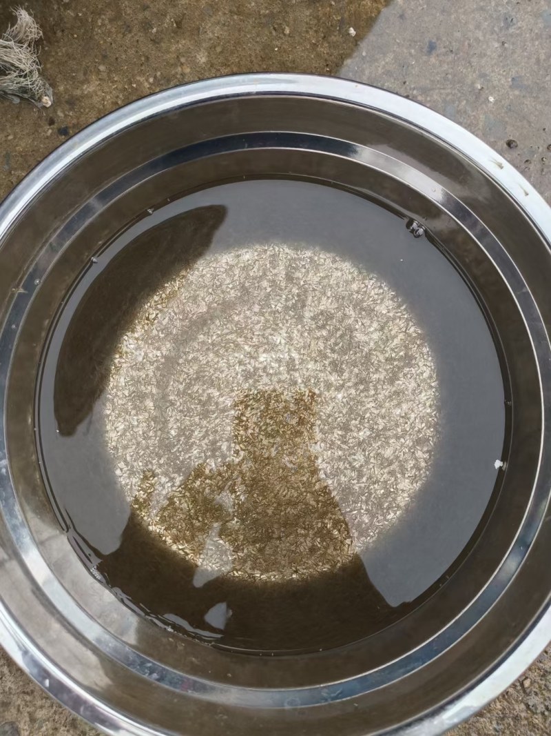 优质快大型鲫鱼水花，抗病能力强，抗班子虫指虫，欢迎来咨