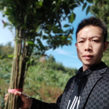 黄柏苗