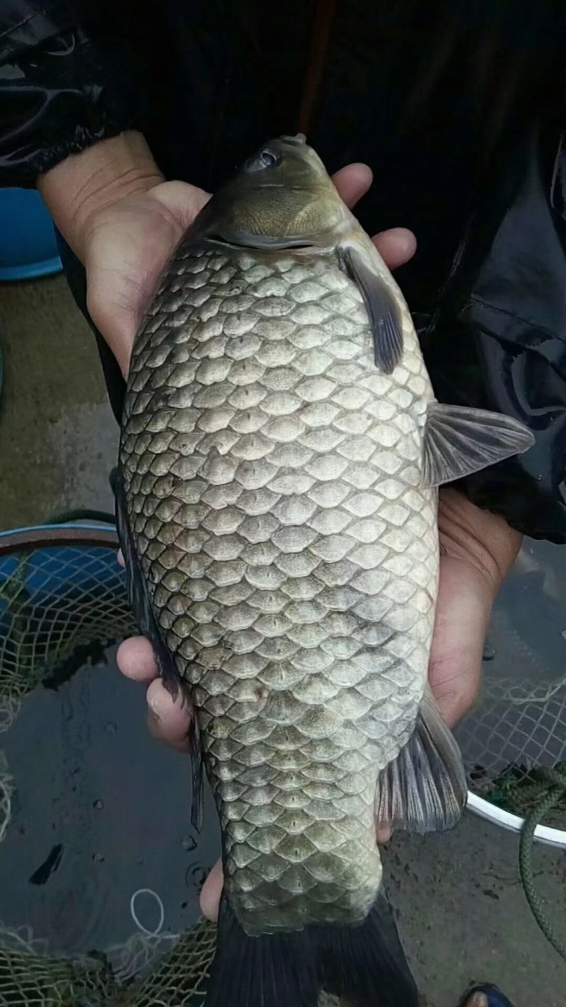 优质快大型鲫鱼水花，抗病能力强，抗班子虫指虫，欢迎来咨