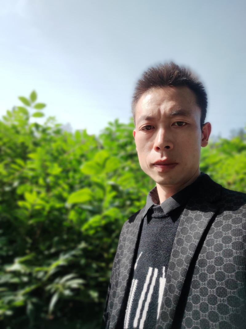 黄柏苗