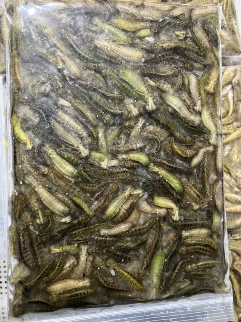 水蜻蜓、蜻蜓幼虫、自然水域生长，各个翠绿鲜活