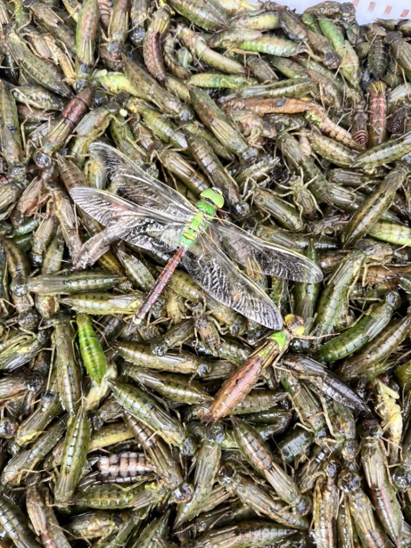 水蜻蜓、蜻蜓幼虫、自然水域生长，各个翠绿鲜活