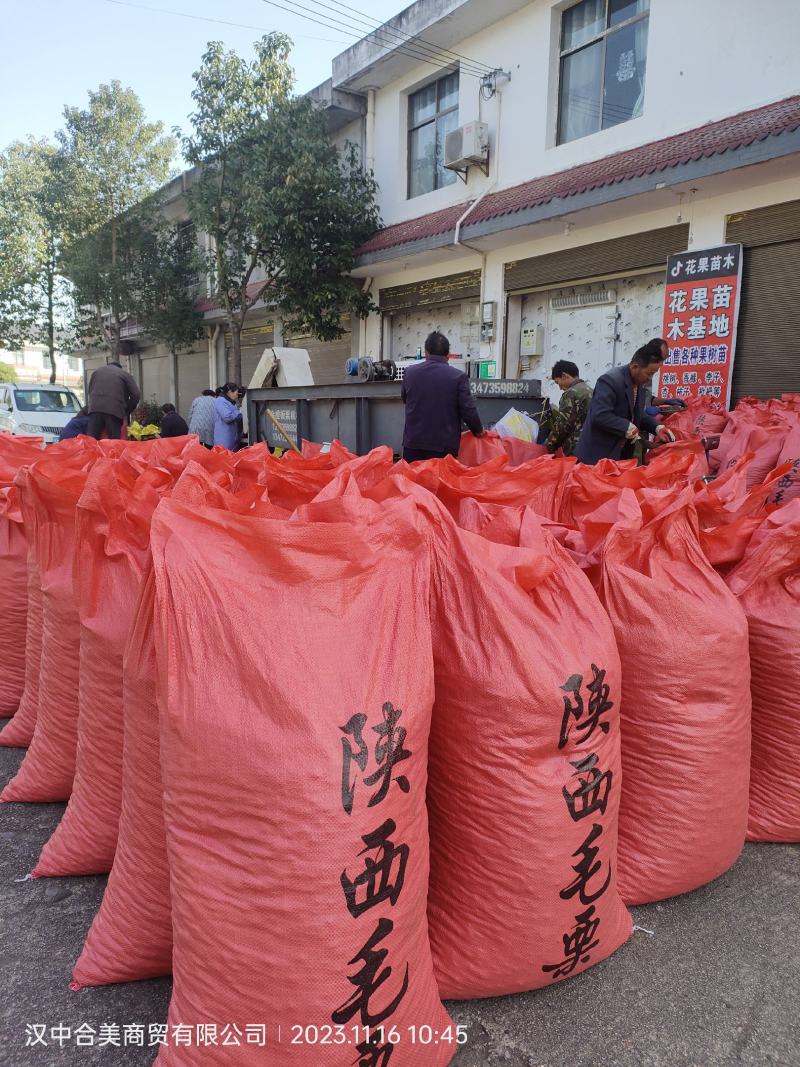 陕西汉中筛选板栗陕西油栗筛货，陕西毛栗