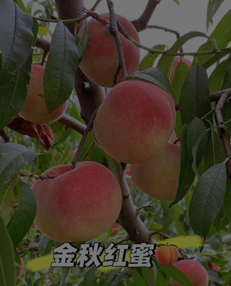 【放心苗】金秋红蜜桃苗晚熟品种