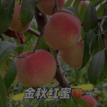 【放心苗】金秋红蜜桃苗晚熟品种