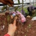 【实力商家】高杆不倒苗黄精多花黄精2年苗基地现挖包技术根系好