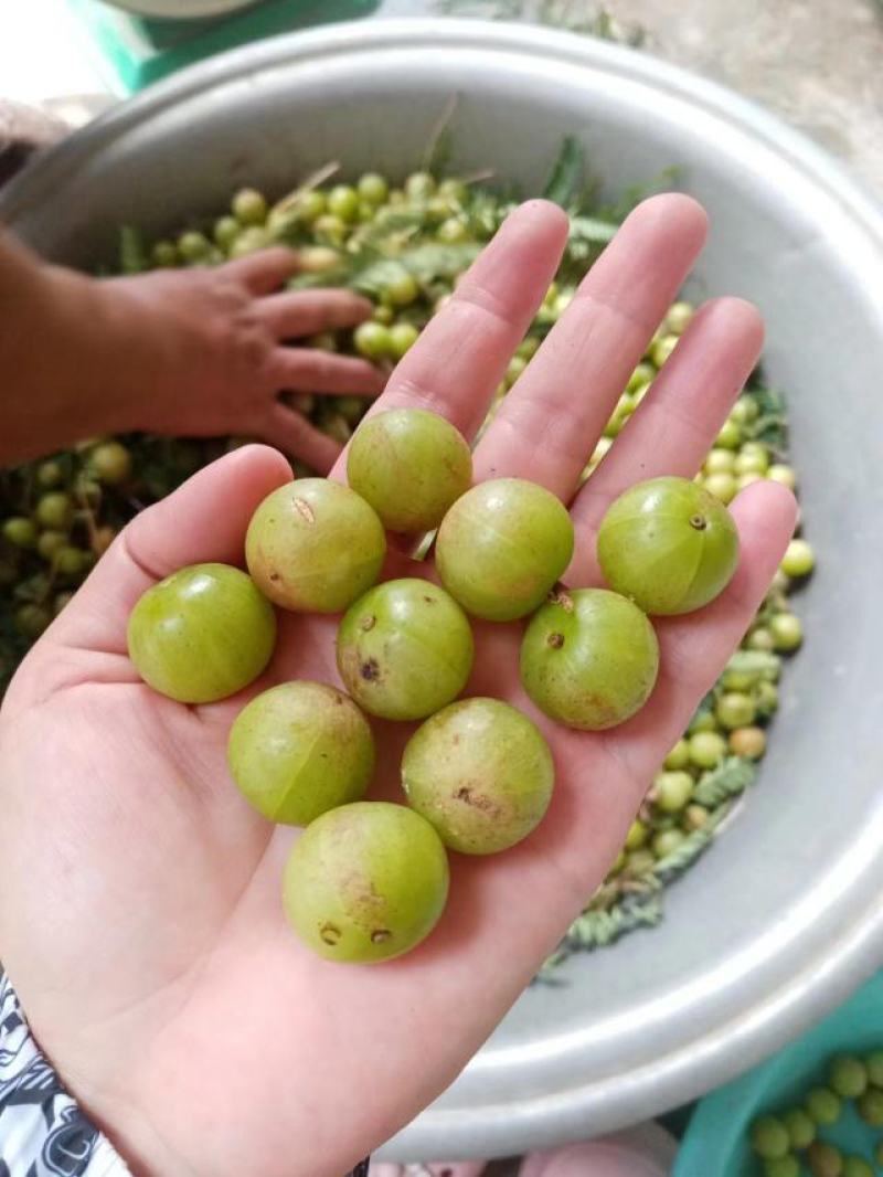 云南优质野生滇橄榄货源充足量大从优可视频欢迎老板选
