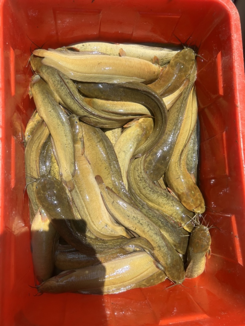 本地塘鲺(土杀)塘角鱼