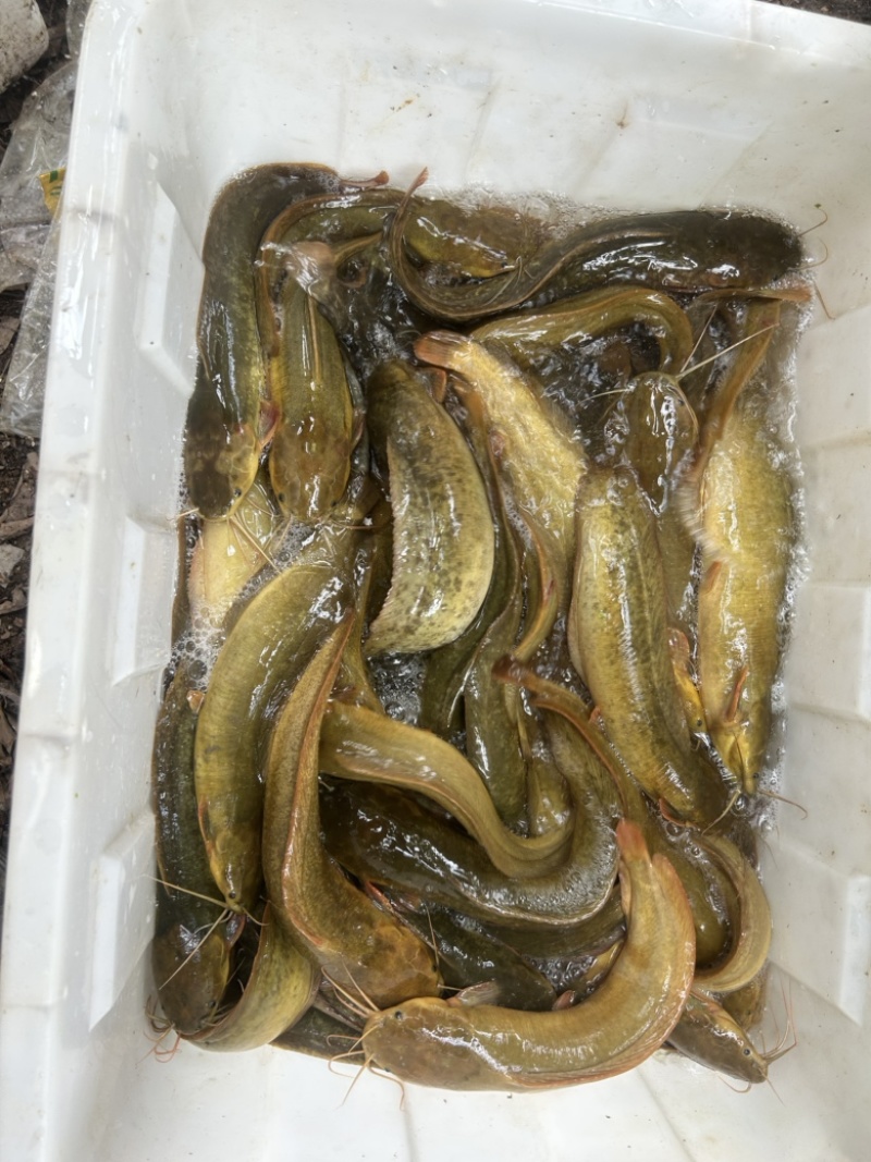 本地塘鲺(土杀)塘角鱼