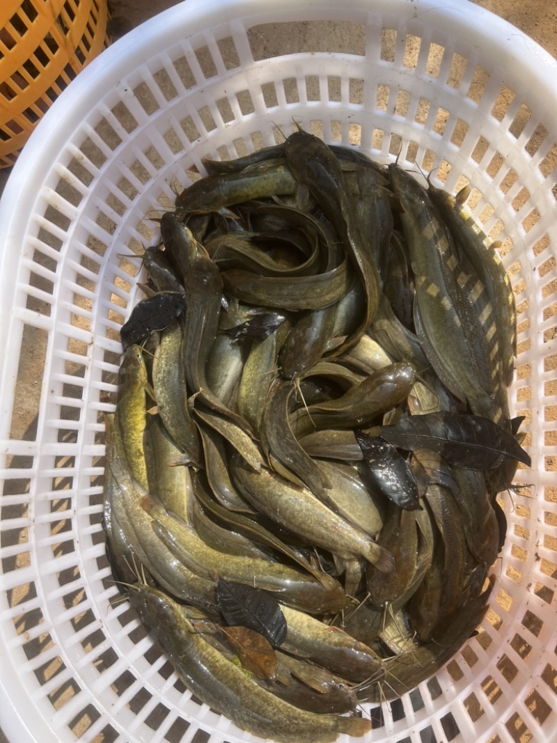 本地塘鲺(土杀)塘角鱼