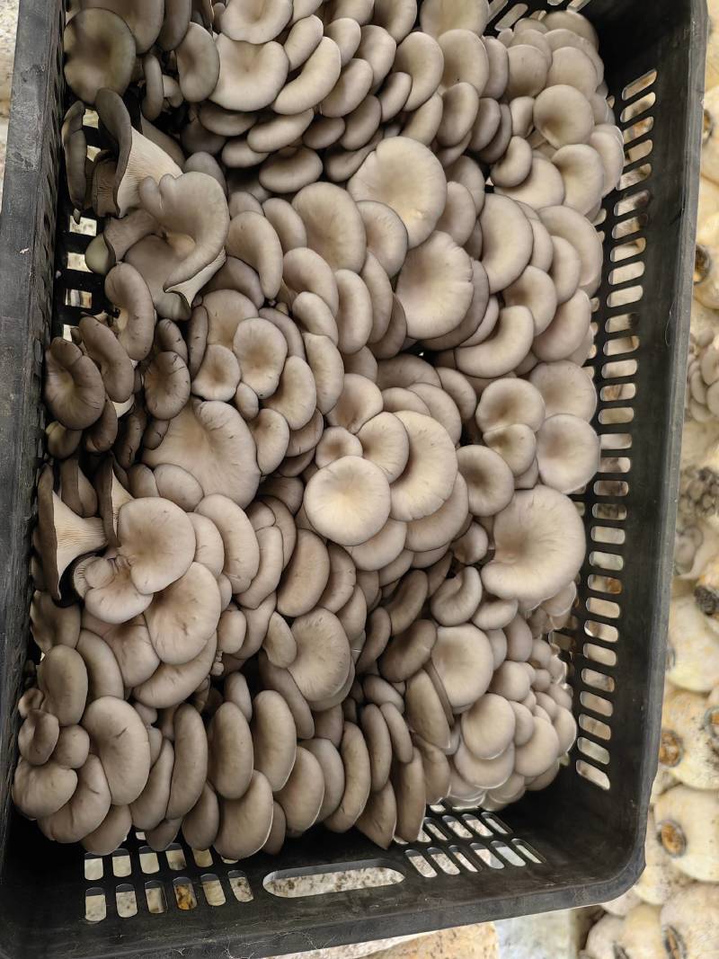 黑平菇大量供应全国发货