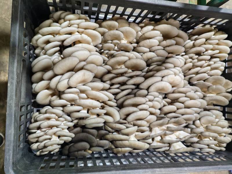 黑平菇大量供应全国发货