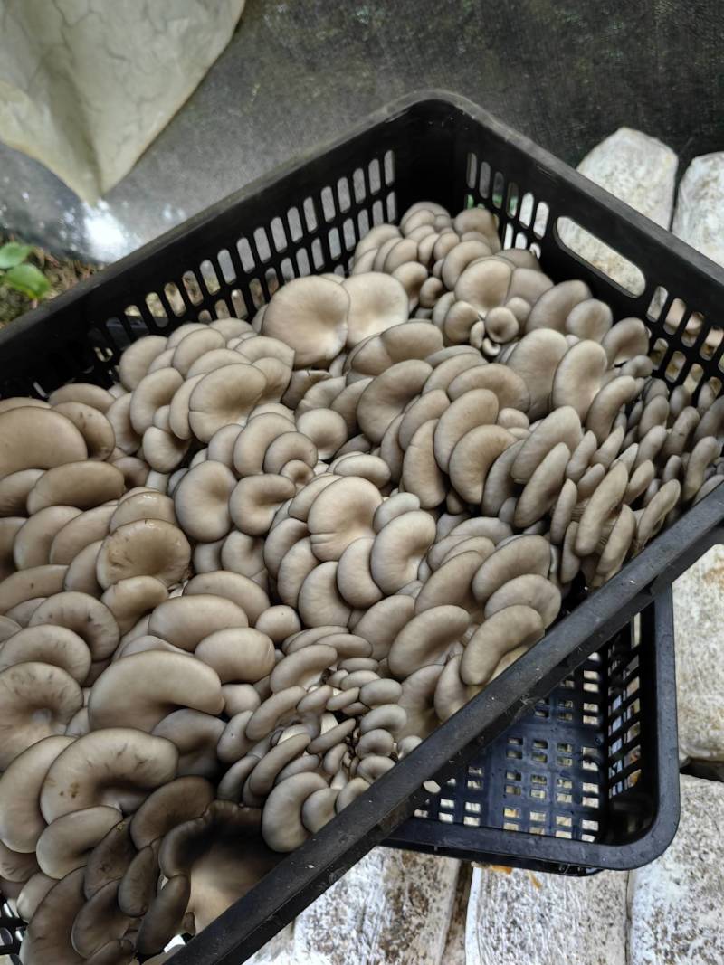 黑平菇大量供应全国发货