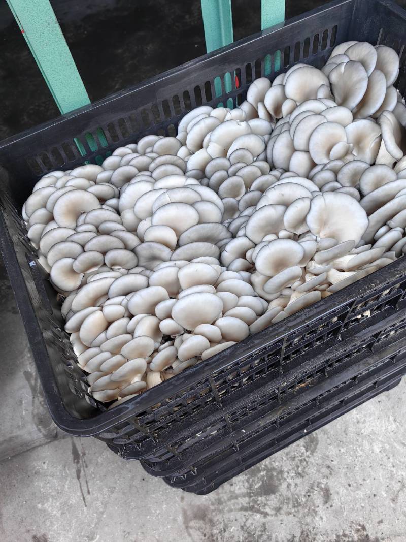 黑平菇大量供应全国发货