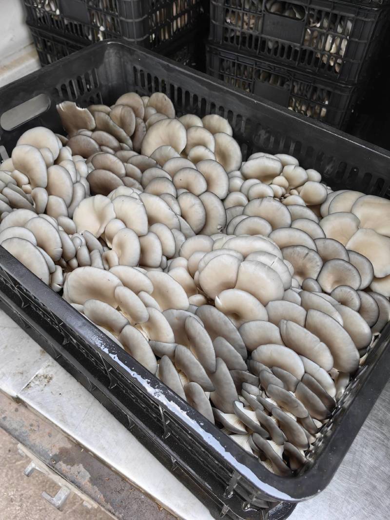 黑平菇大量供应全国发货