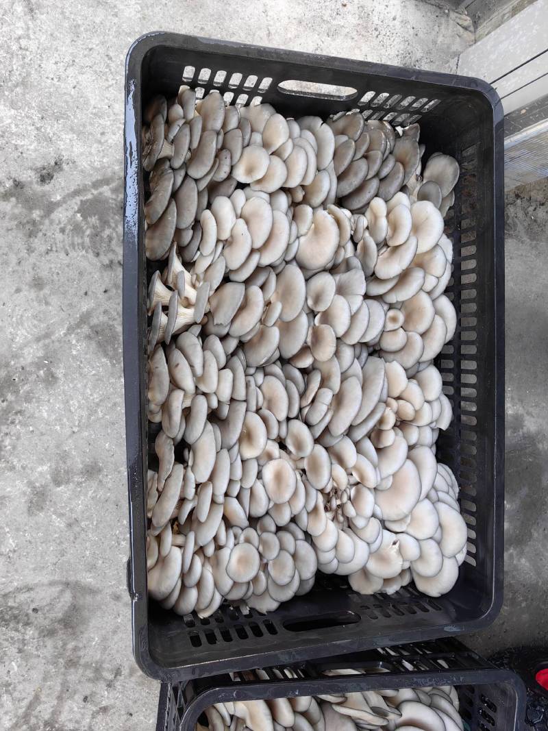 黑平菇大量供应全国发货