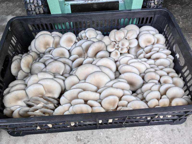 黑平菇大量供应全国发货