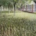 麦冬麦冬草麦冬苗基地中叶麦冬绿化地被植物