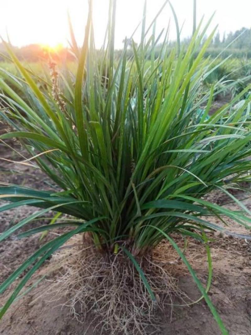 麦冬麦冬草麦冬苗基地中叶麦冬绿化地被植物