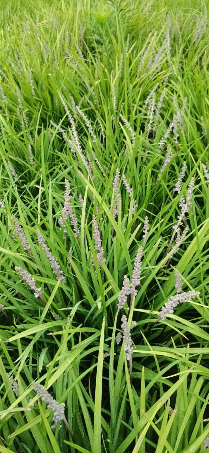 麦冬麦冬草麦冬苗基地中叶麦冬绿化地被植物