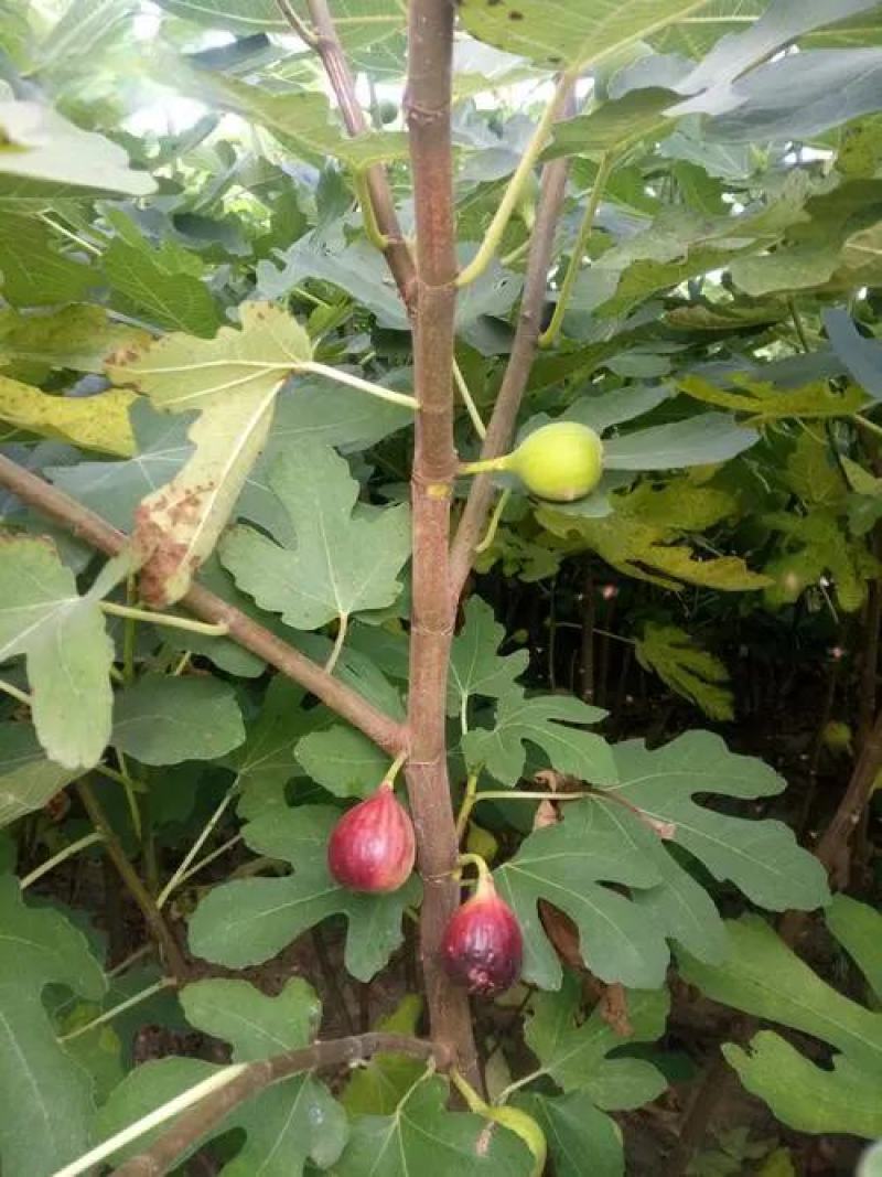 三农布兰瑞克无花果苗，基地保真发货，品种纯正，欢迎选购。
