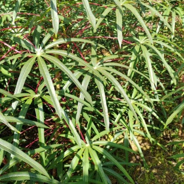 木薯