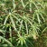 木薯