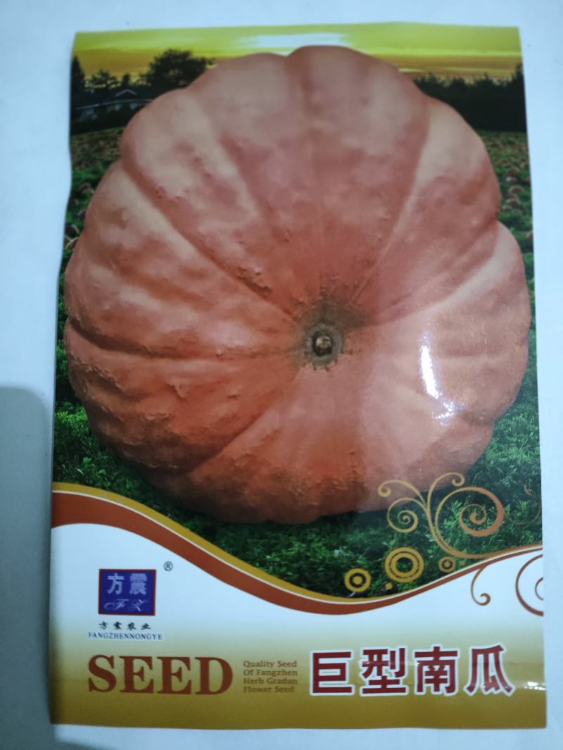 第八代巨型大南瓜种子，太空育种南瓜种子，观赏性强，瓜型大