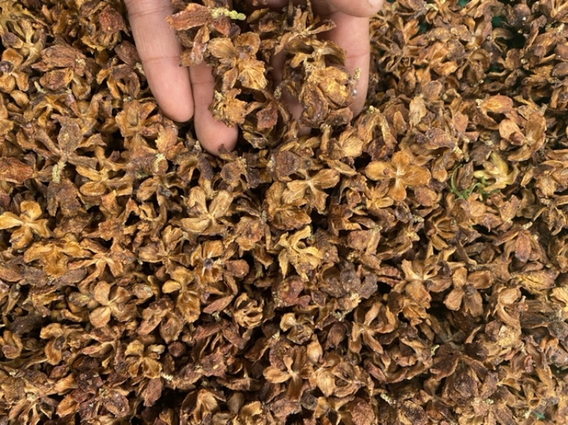 侧柏壳，柏壳，柏树壳松柏壳，柏子壳