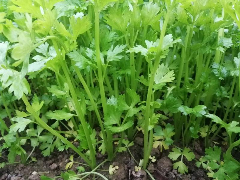 精选优质香芹毛芹安徽芹菜基地直供低价代发全国市场