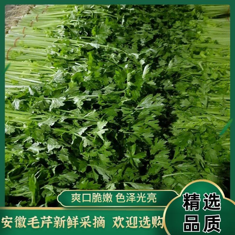 《推荐》安徽毛芹【优质芹菜】口感好货源充足价格合理