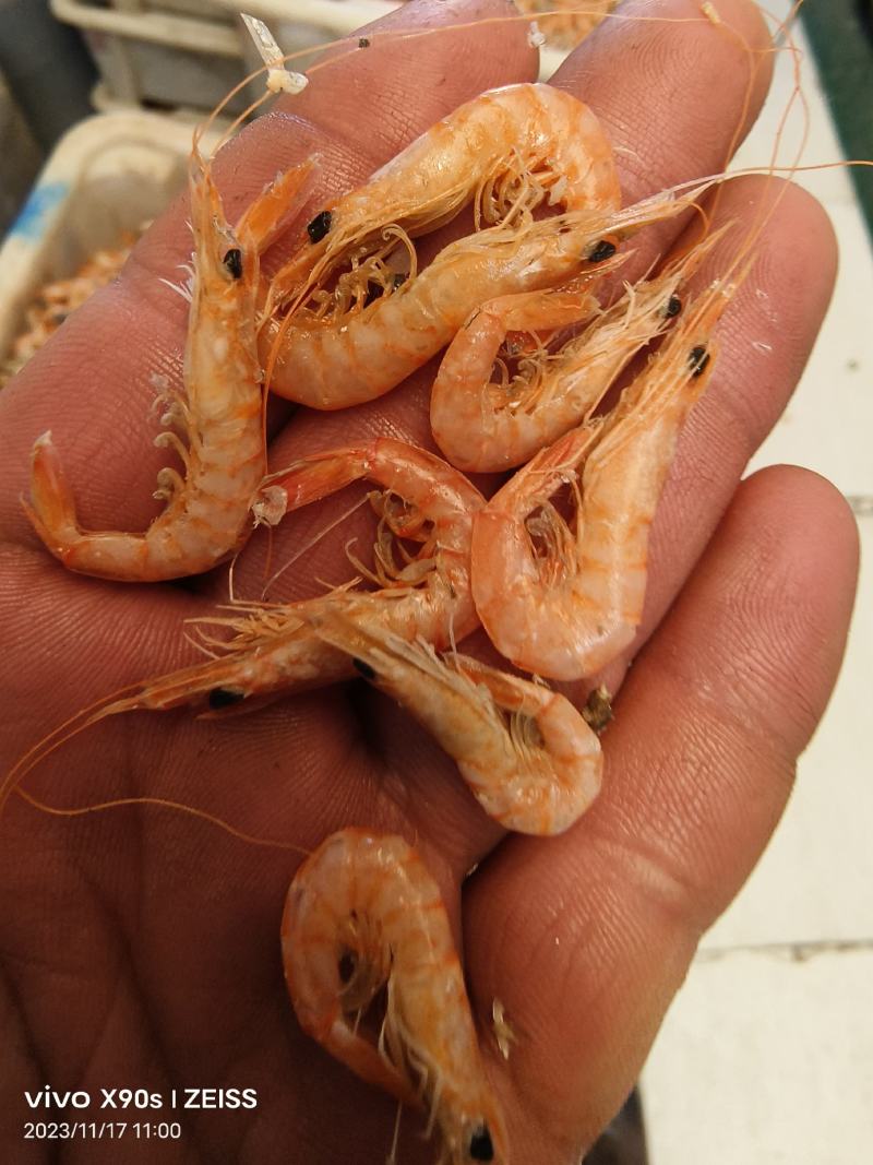 红虾铁皮红虾低盐有口感有卖相跑江湖赶大集小食品原料选品