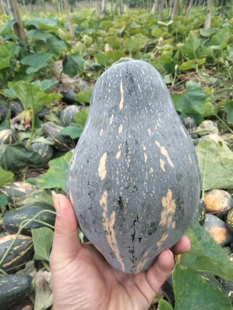 香芋南瓜大量现货质量保证对接商超