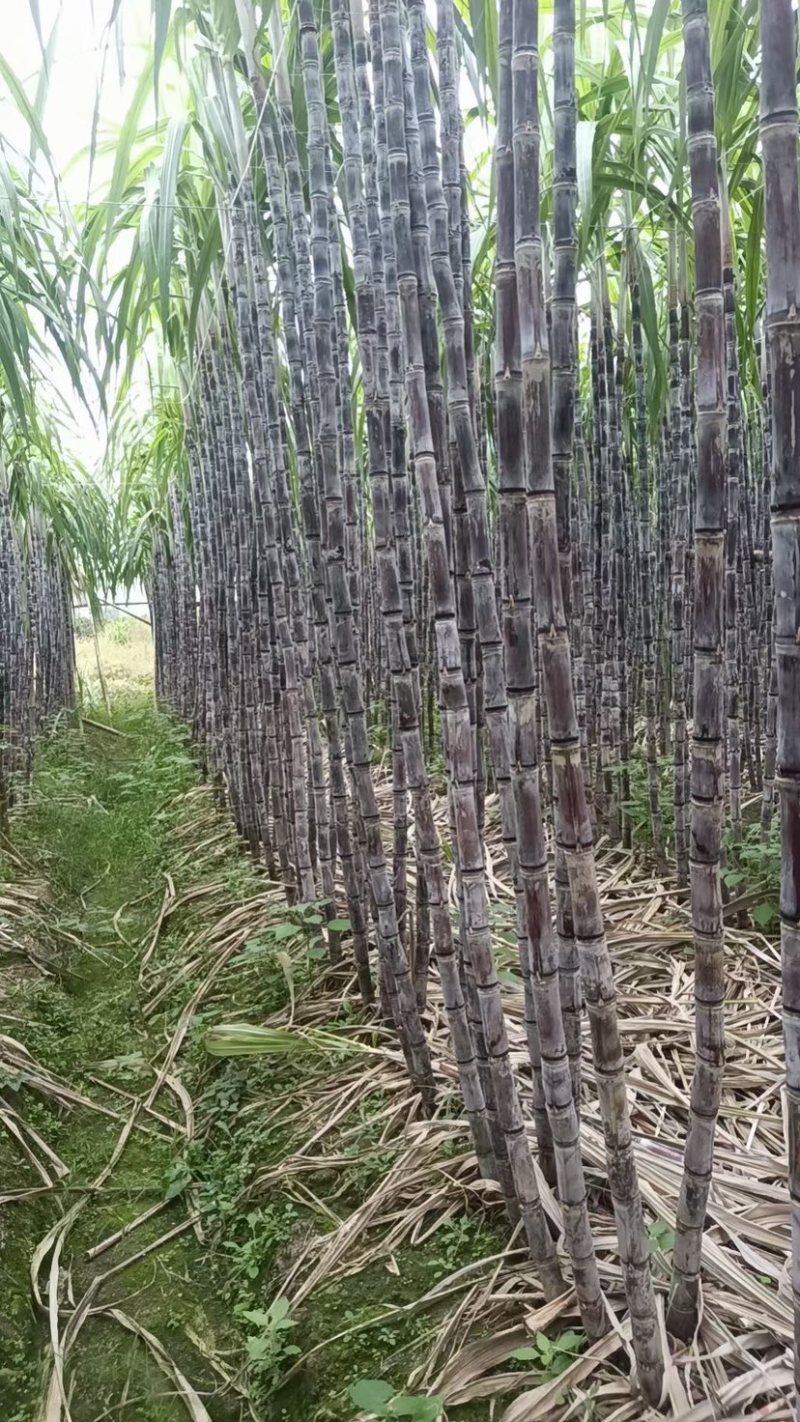 大量黑皮甘蔗
