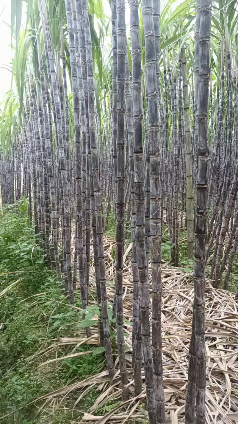 大量黑皮甘蔗