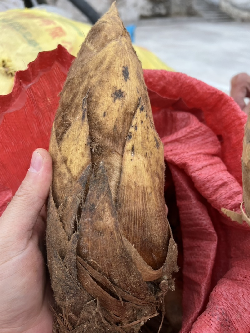 大量冬笋上市