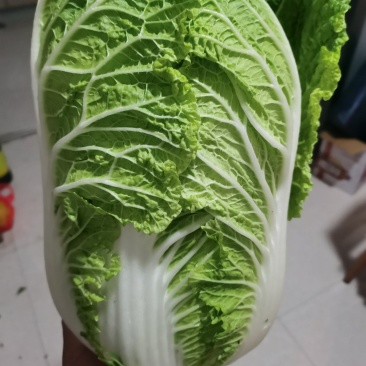 大白菜。清杂3