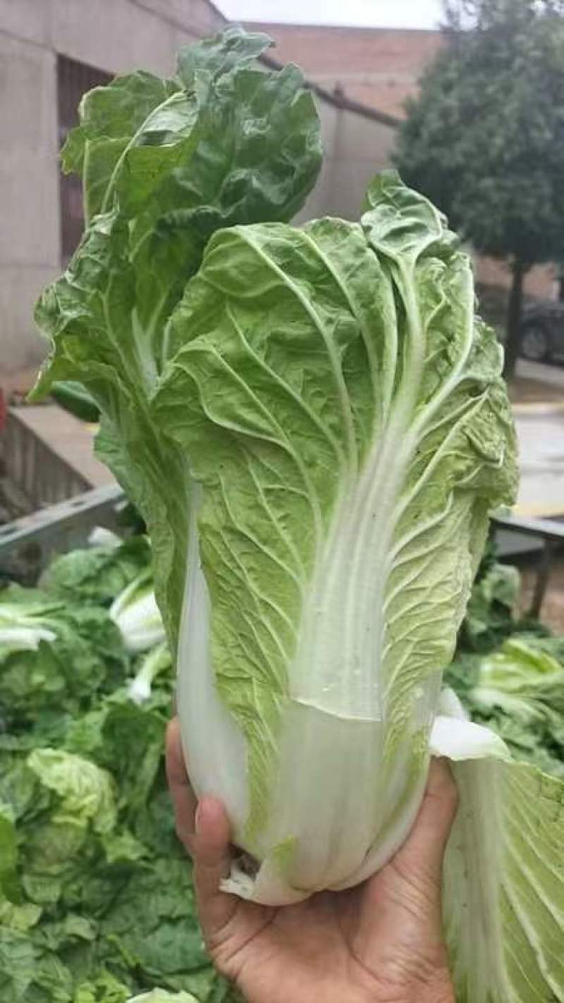 大白菜。清杂3