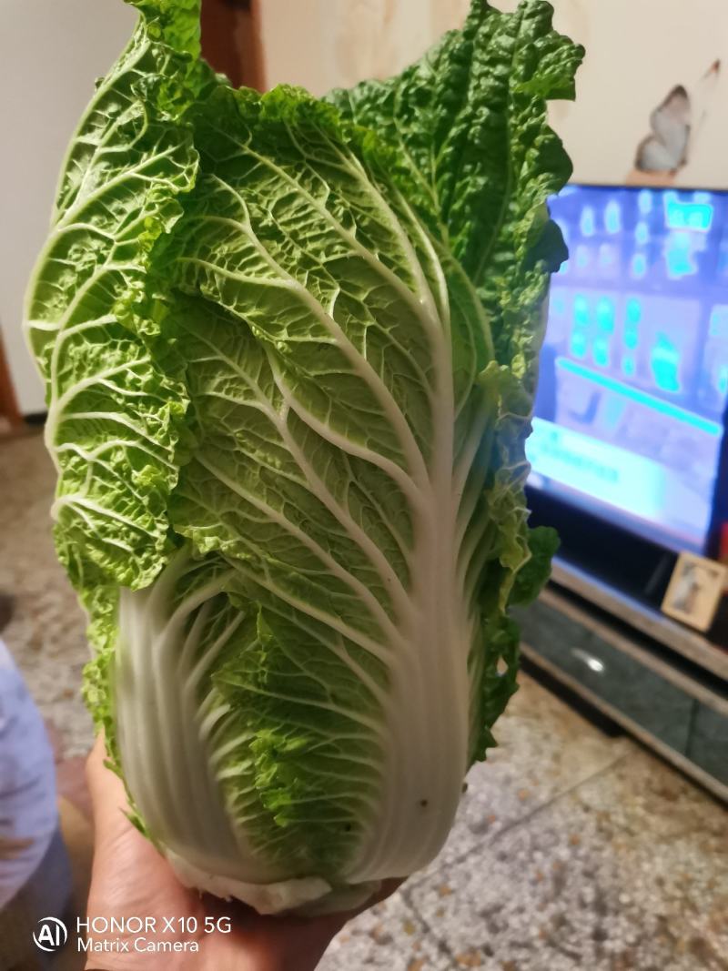 大白菜。清杂3