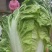 大白菜。清杂3