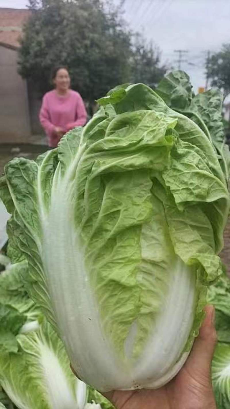 大白菜。清杂3