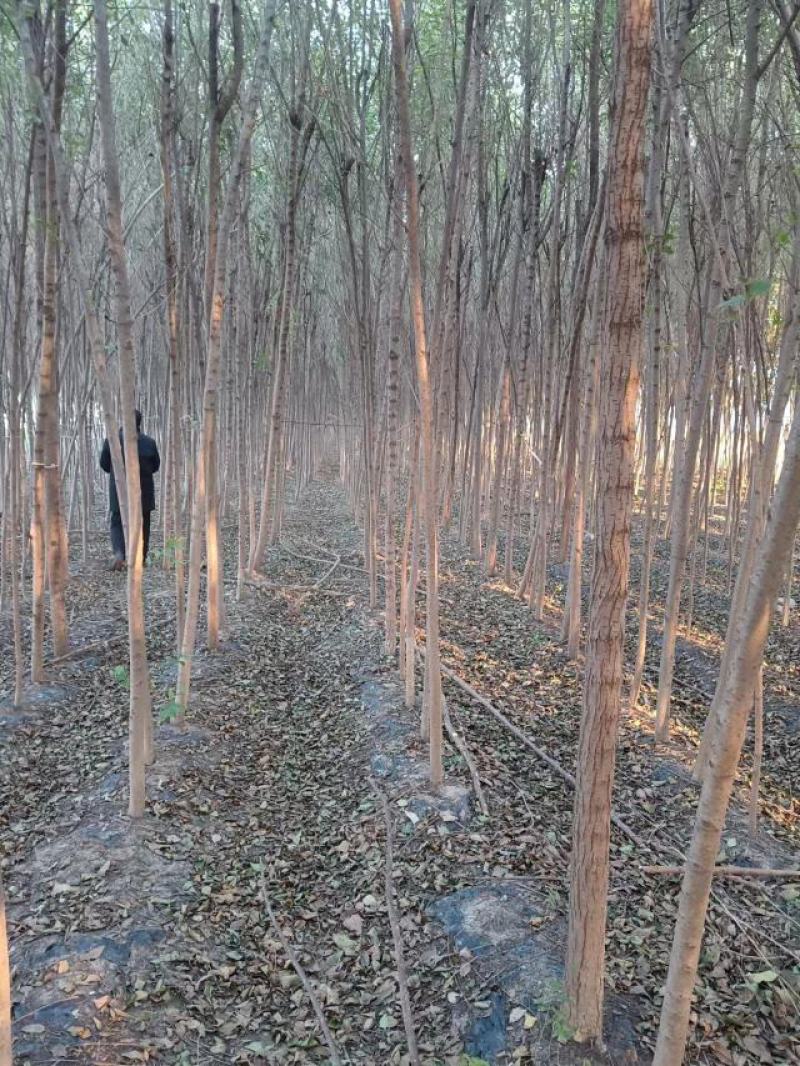 万亩自家种植白榆，榆树苗，榔榆苗，大小规格全。