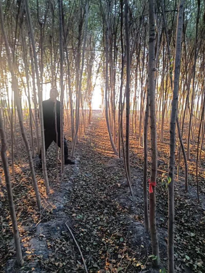 万亩自家种植白榆，榆树苗，榔榆苗，大小规格全。