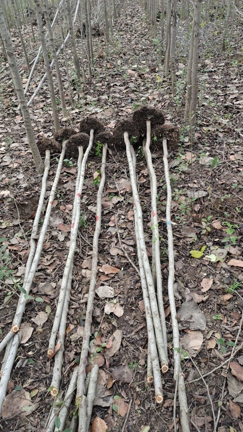 万亩自家种植白榆，榆树苗，榔榆苗，大小规格全。