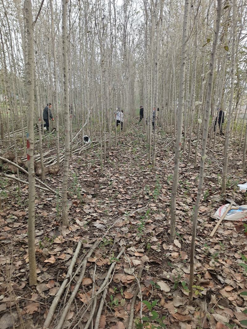 万亩自家种植白榆，榆树苗，榔榆苗，大小规格全。