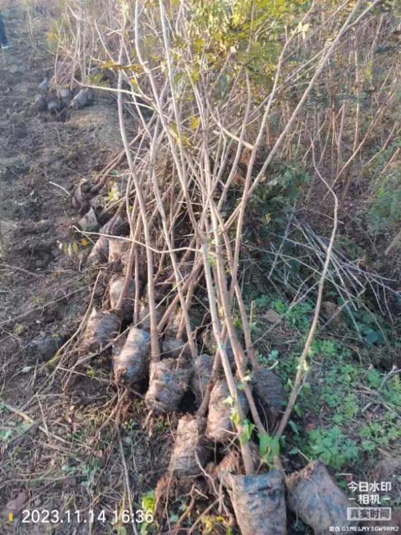 河南省太康县万亩广友园林育苗基地，黄连木6万棵.