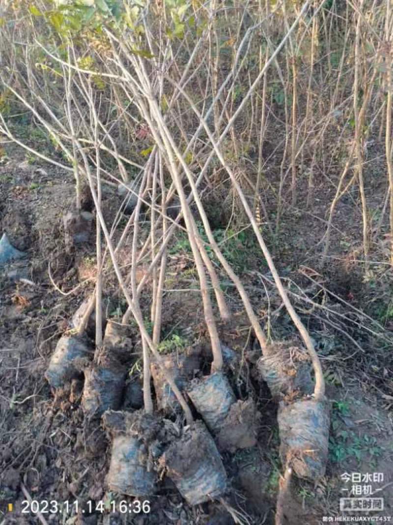 河南省太康县万亩广友园林育苗基地，黄连木6万棵.