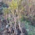 河南省太康县万亩广友园林育苗基地，黄连木6万棵.